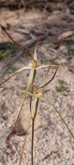 Caladenia capillata