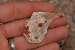 Malleus meridianus