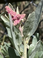 Atriplex cinerea