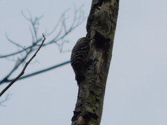 Dendrocopos analis