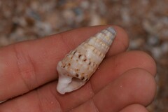 Rhinoclavis bituberculata