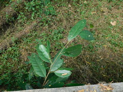 Ficus tinctoria
