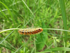 Diacrisia purpurata