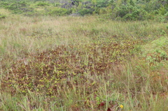 Maianthemum trifolium