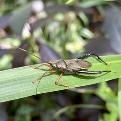 Notobitus
