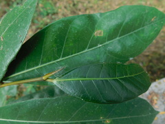 Ficus tinctoria