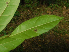 Ficus tinctoria