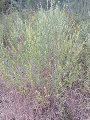 Baccharis spicata