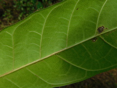 Ficus tinctoria