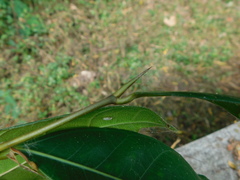 Ficus tinctoria