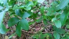 Akebia