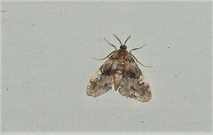 Elophila obliteralis