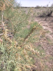 Tamarix
