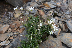 Cerastium morrisonense