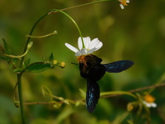Xylocopa aestuans