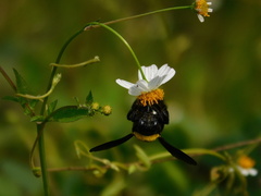 Xylocopa aestuans