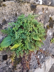 Asplenium ruta-muraria