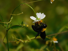 Xylocopa aestuans