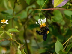 Xylocopa aestuans