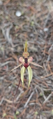 Caladenia cardiochila