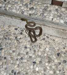 Zamenis longissimus