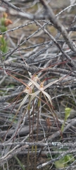Caladenia capillata