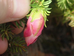 Darwinia oxylepis
