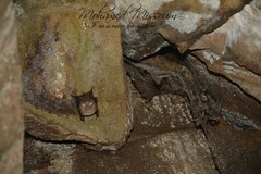 Rhinolophus hipposideros