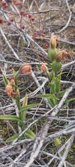 Pterostylis sanguinea