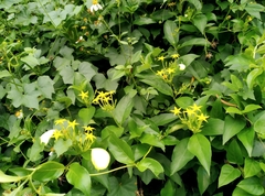 Mussaenda formosanum