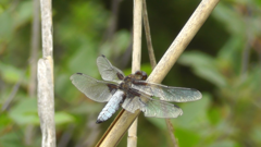 Libellula depressa