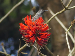 Anthochaera chrysoptera