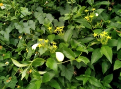Mussaenda formosanum
