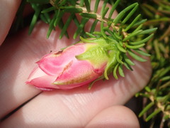 Darwinia oxylepis