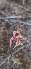Caladenia cardiochila