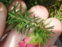 Darwinia oxylepis