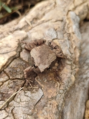 Microhyla mukhlesuri