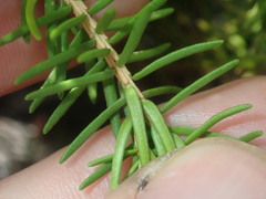 Darwinia oxylepis