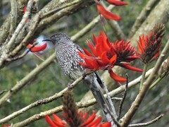 Anthochaera chrysoptera