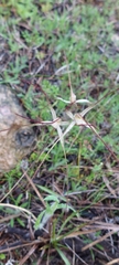 Caladenia capillata