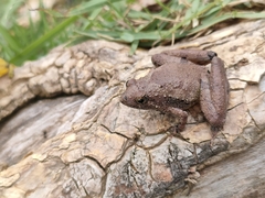 Microhyla berdmorei