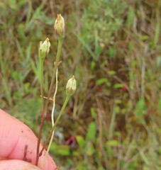 Bartonia paniculata