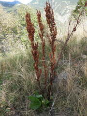 Rumex crispus