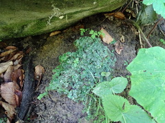 Conocephalum conicum