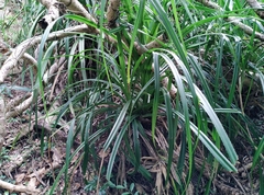 Pandanus odorifer