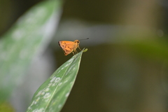 Taractrocerini