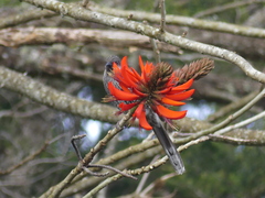 Anthochaera chrysoptera