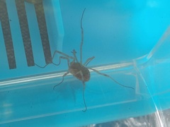 Oligolophinae