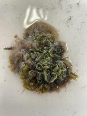 Padina pavonica