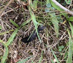 Ocypus olens